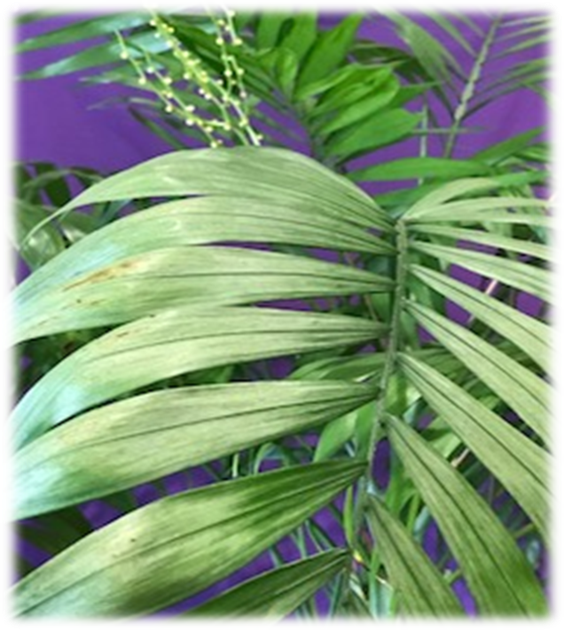 Picture1.png palm